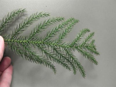 Araucaria heterophyl